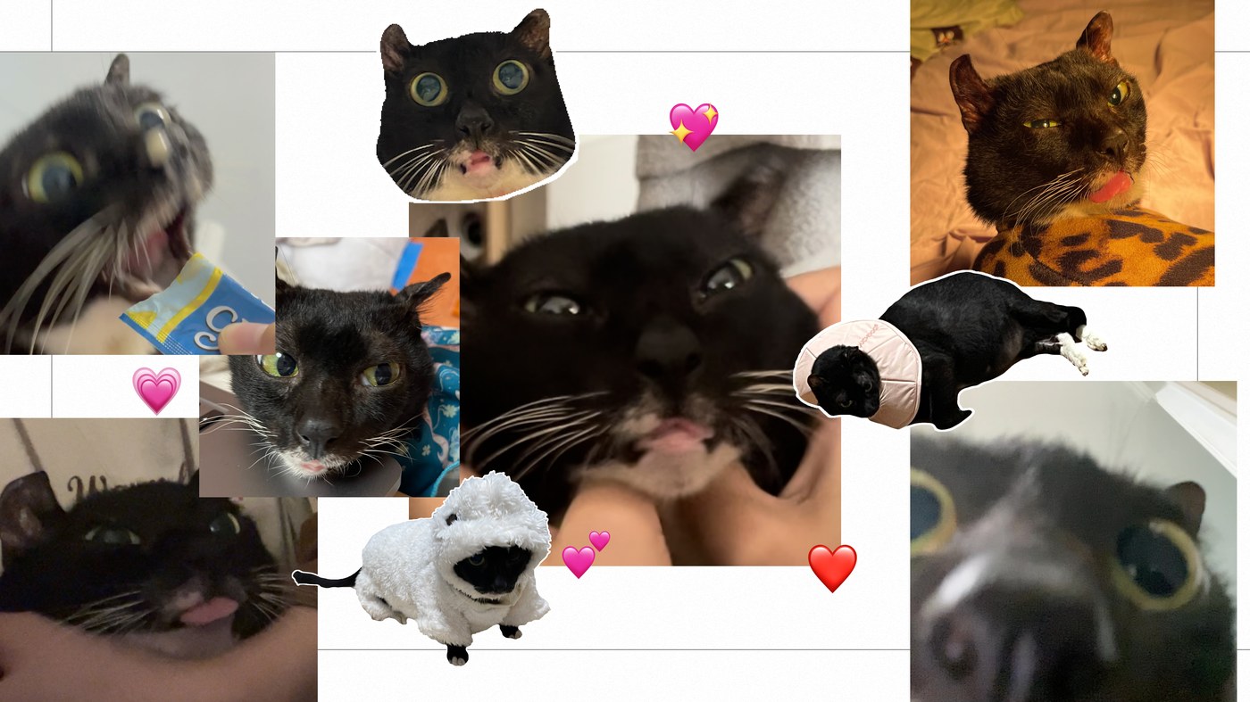 A collage of photos of DOGE the cat