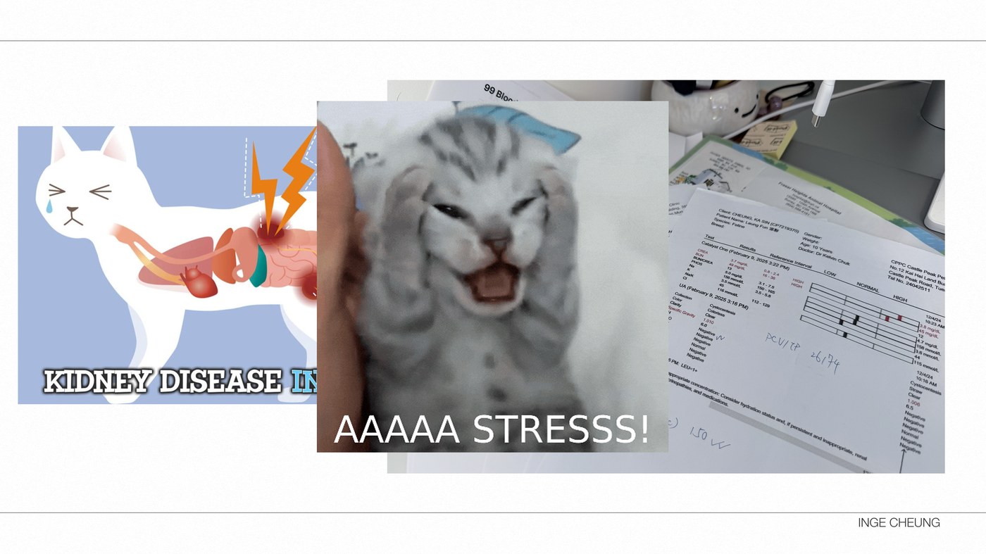 A kidney disease explainer graphic next to a stressed cat and a desk covered in paper lab reports